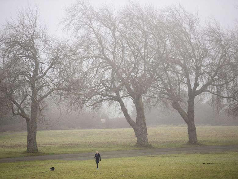 A woman walks with her dog during a foggy morning at Discovery Park on Jan. 16.  (Amanda Snyder / The Seattle Times)