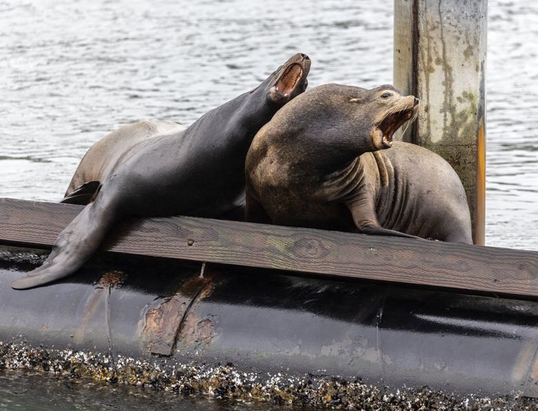 Two sea lions make their voices heard on a pier in Ballard. The marine mammals have become a noisy spectacle as they bark and lie about next to Ray’s Boathouse. (Steve Ringman / The Seattle Times)