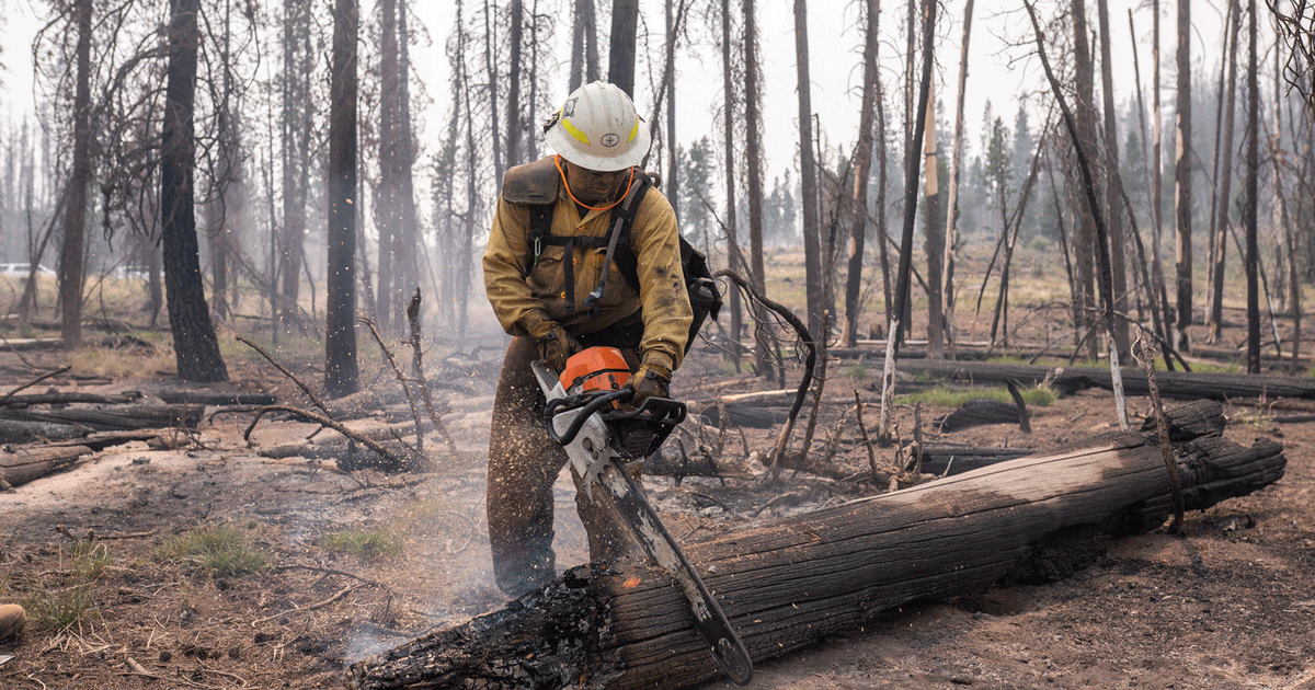 Menjamin pendanaan masa depan untuk krisis kesehatan hutan Washington