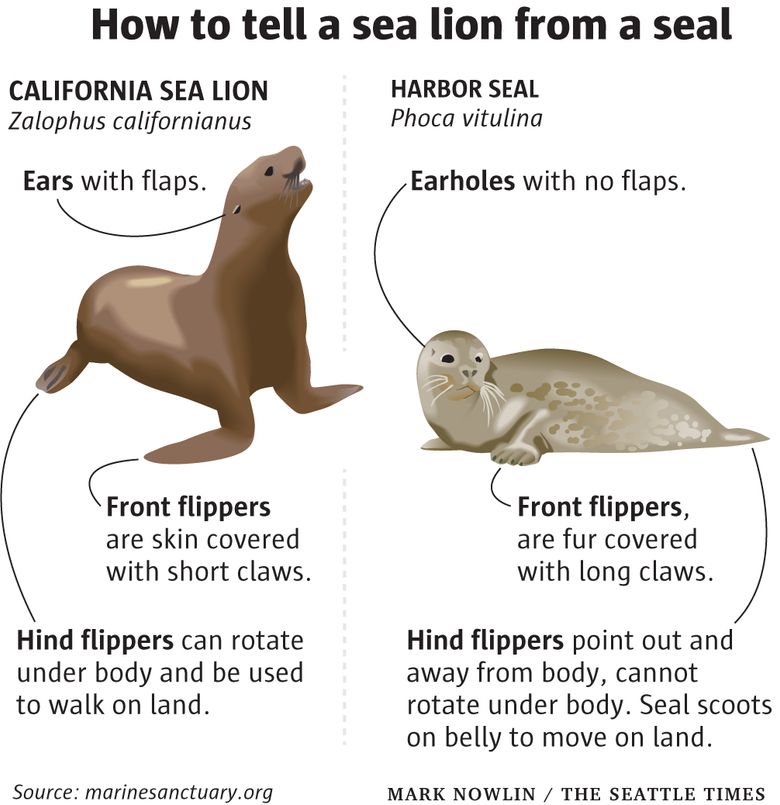 seals vs. sea lions: what's the difference?