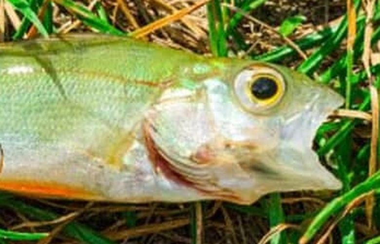 Multiple residents in Texarkana reported seeing fish falling from the sky during a storm on Wednesday. (The City of Texarkana/TNS) 36491128W 36491128W