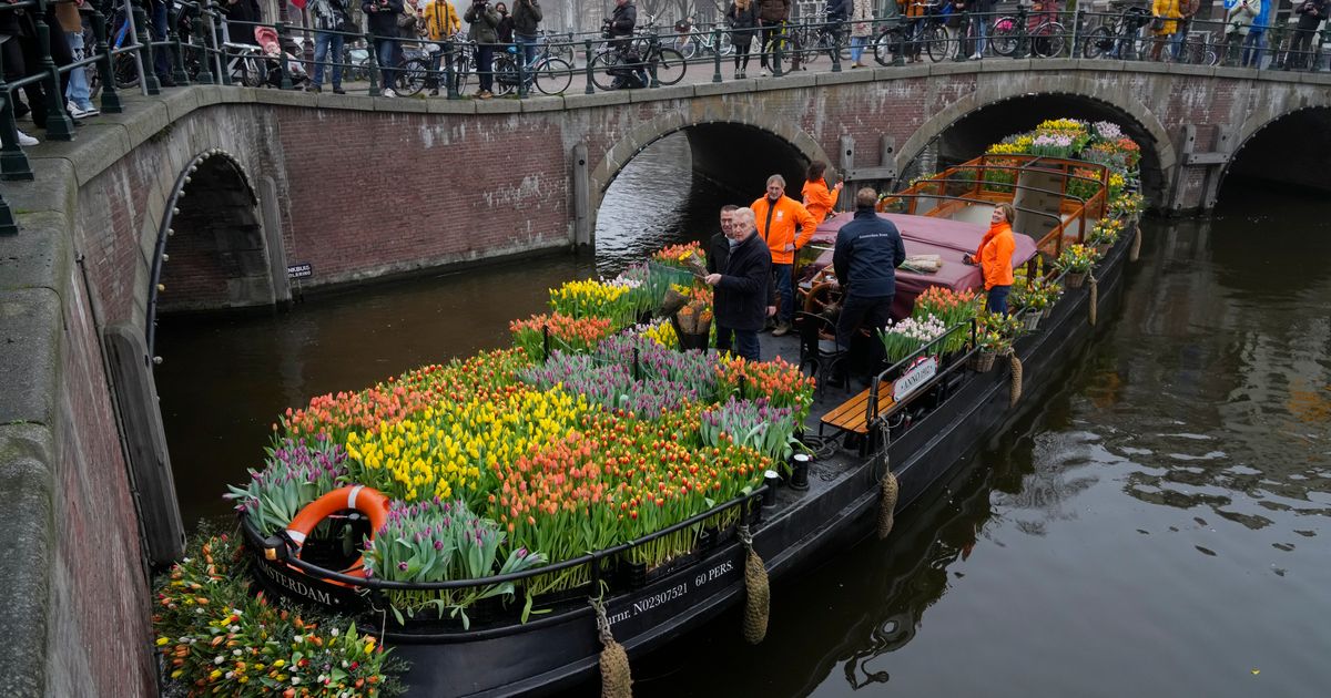 Tulip untuk Amsterdam: Petani membagikan bunga gratis
