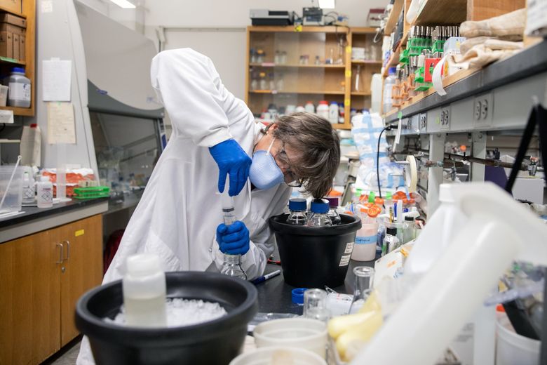 2022 年 2 月 2 日，纽约昆斯伯勒社区学院的微生物学家莫妮卡·特鲁希略 (Monica Trujillo) 从含有微量冠状病毒的废水样本中过滤细菌。在过去的一年里，科学家们一直在寻找出现在城市的污水。 （杰基莫洛伊/纽约时报）