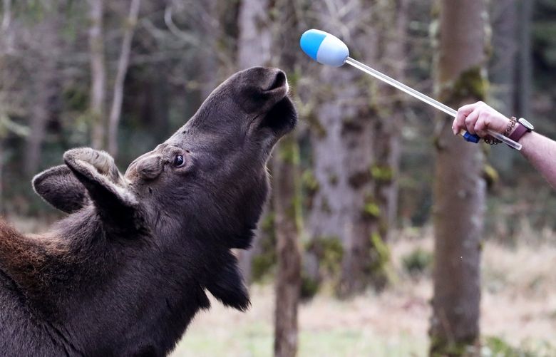 Birch the seven-month-old moose calf responds to a target stick as he’s being trained by keeper Jordan Bednarz at Northwest Trek Wildlife Park in Eatonville.  Bednarz says, 
“We’re earning his trust so we can check his neck and head, take blood draws, and eventually pick up his hooves and treat them if needed” without having to anesthetize the moose.  Birch is then rewarded with a piece of carrot, banana or sweet potato.  Birch weighs more than 400-pounds and will grow to about 1,200.   There were too many orphan moose at the Alaska Zoo in Anchorage.  They put out a call and Birch was FedExed here when Northwest Trek said they’d give him a home.
(in the 435-acre Free-Roaming Area.  There’s no scent in the training stick.  Small treats are given after the moose responds to commands)

Ref to more photos online


LO Linesonly
Friday Feb 4, 2022 299514