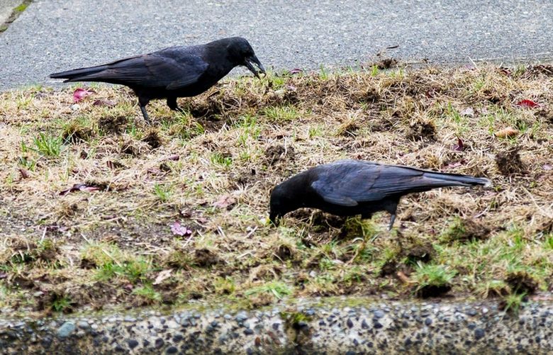 Resourceful and clever, crows thrive in an urban environment. Credit: Dreamstime.com