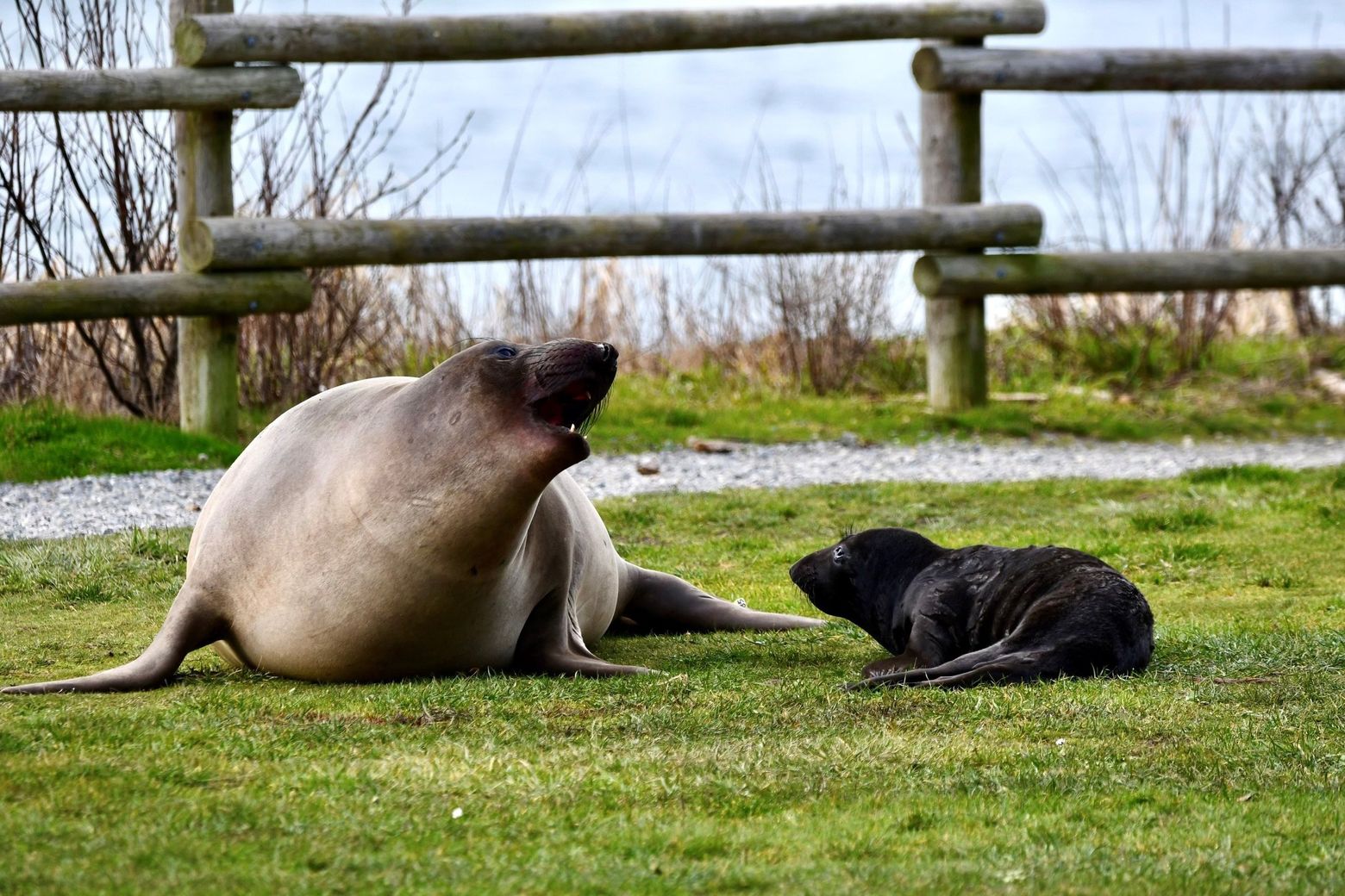 Bowman Bay at Deception Pass closed after well-known elephant seal gives birth | The Seattle Times Bowman Bay at Deception Pass closed after well-known elephant seal gives birth | The Seattle Times