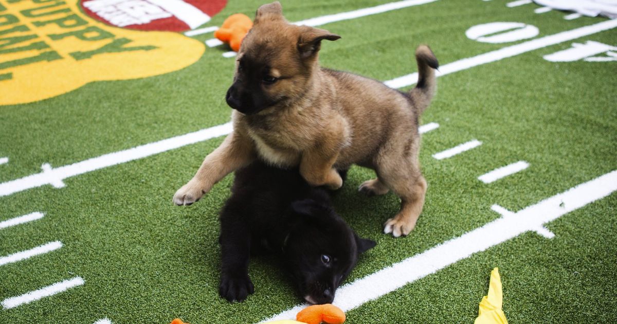 Forget the Super Bowl: Here's How to Stream the Puppy Bowl From Anywhere