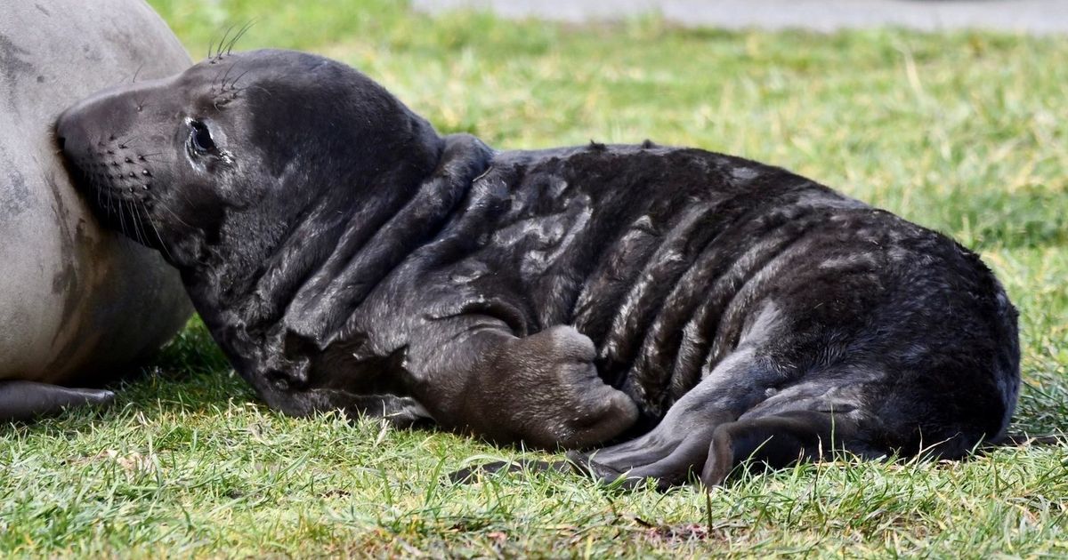 Bowman Bay at Deception Pass closed after wellknown elephant seal