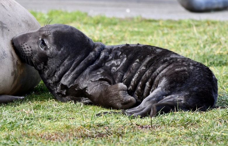 Elsie Mae, a female elephant seal, gave birth to an unnamed pup at Bowman Bay in Deception Pass State Park on Jan. 31.” 

The photo was taken Feb 1