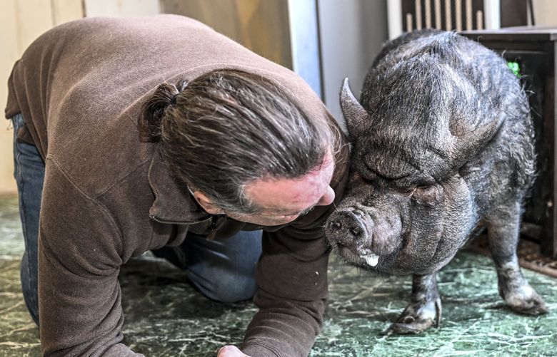 Wyverne Flatt who is fighting to keep his pot-bellied pig Ellie as an emotional support animal poses for a photograph at his home Wednesday, Feb. 2, 2022, in Canajoharie, N.Y. Village officials consider Ellie a farm animal, and not allowed in the village. (AP Photo/Hans Pennink) NYHP102 NYHP102