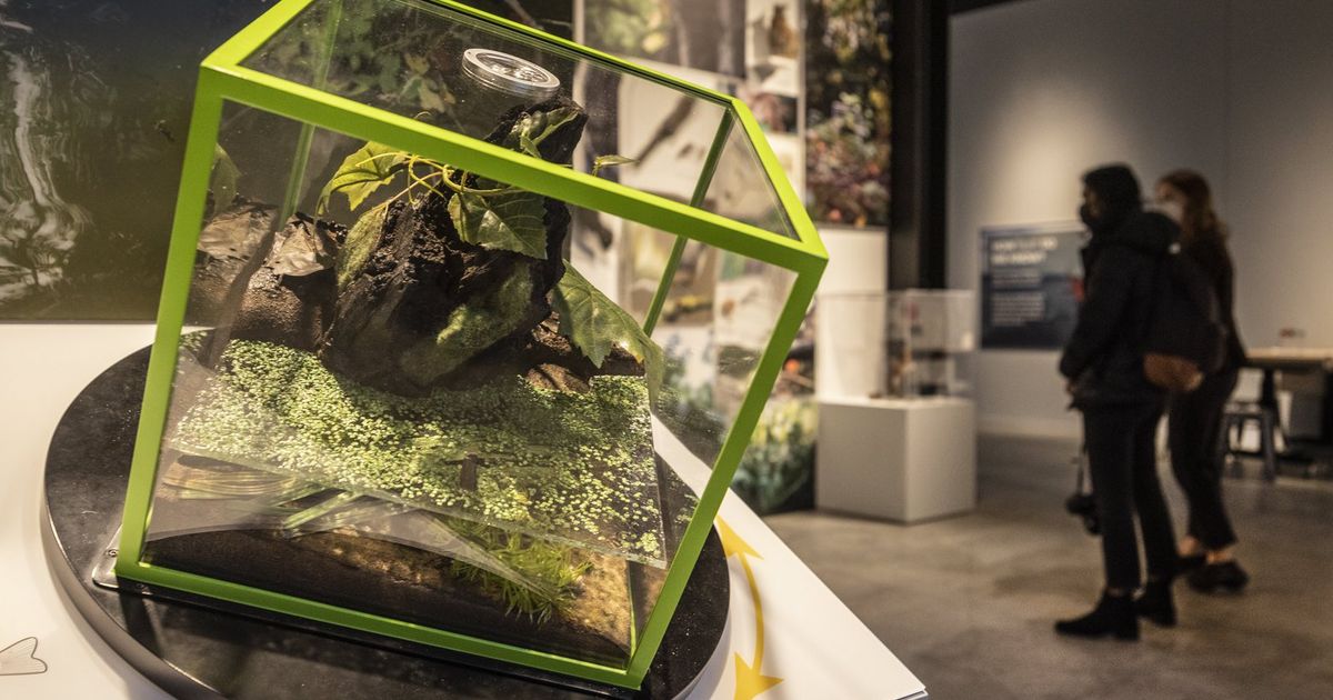 Square roots | The Seattle Times