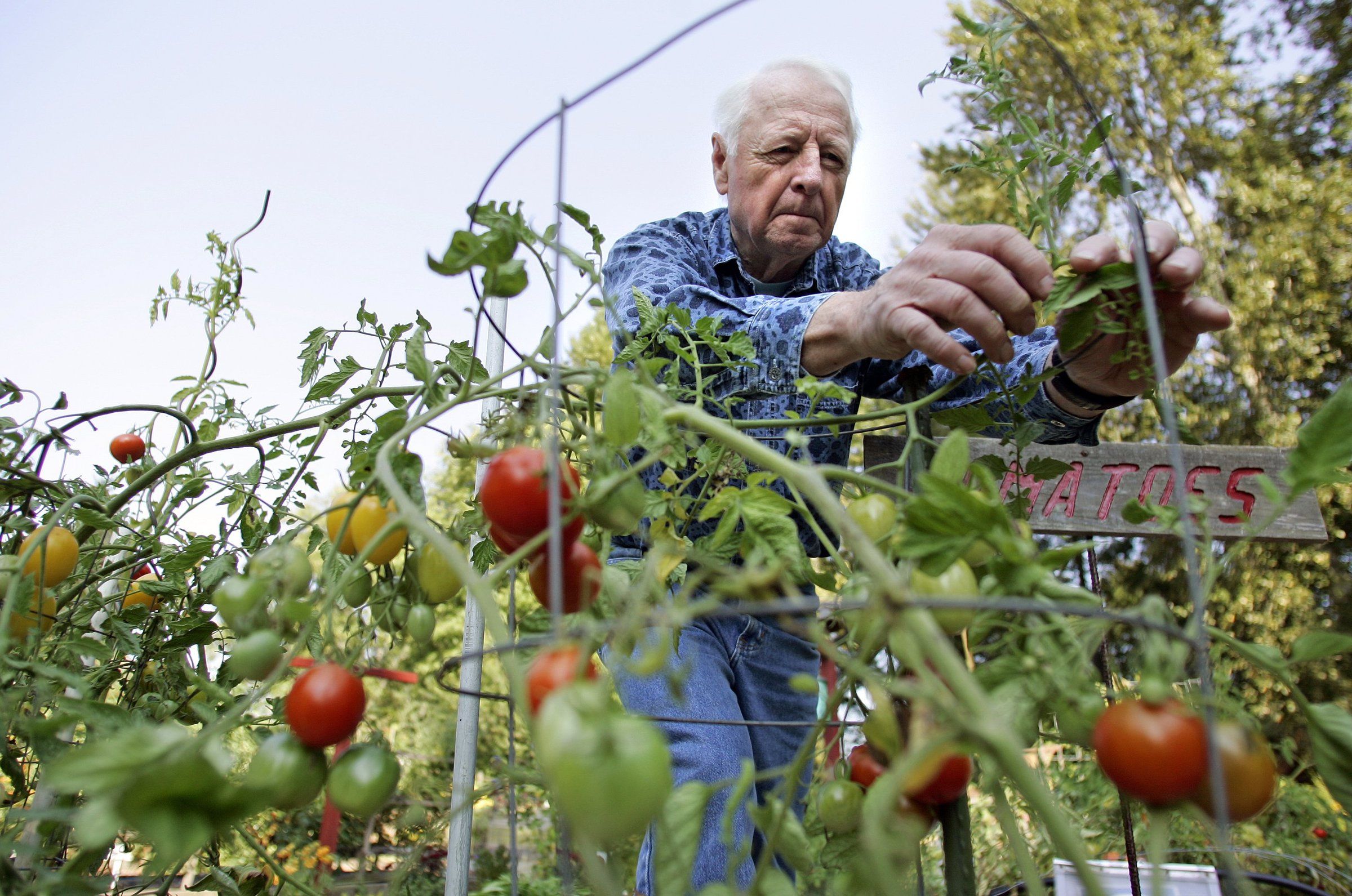 How to grow luscious, organic tomatoes sweetly suited to Northwest