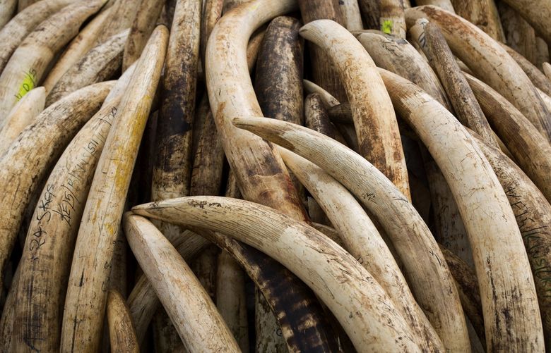 FILE – Elephant tusks are stacked in one of around a dozen pyres of ivory, in Nairobi National Park, Kenya on April 28, 2016. According to a report released on Monday, Feb. 14, 2022, scientists found that most large ivory seizures between 2002 and 2019 contained tusks from repeated poaching of the same elephant populations. (AP Photo/Ben Curtis, File) NY451 NY451