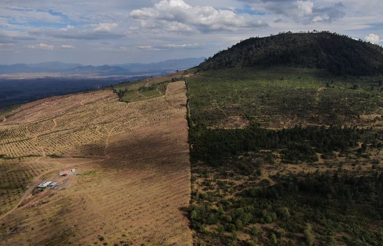 Avocados grow on denuded slopes that once held pine and fir trees in Zacapu that borders with the pine forest in the Indigenous township of Cheran, Michoacan state, Mexico, Thursday, Jan. 20, 2022. Because of the immense amount of water they need, the expansion of avocados has come by moving into humid pine forests.