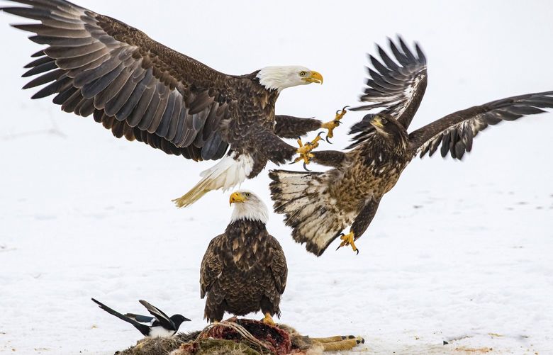 In this photo provided by Estelle Shuttleworth in February 2022, bald eagles compete for a deer carcass in Montana. While the bald eagle population has rebounded from the brink of extinction since the U.S. banned the pesticide DDT was banned in the U.S. in 1972, harmful levels of toxic lead were found in the bones of 46% of bald eagles sampled in 38 states, from California to Florida, researchers reported in the journal Science on Thursday, Feb. 17, 2022. (Estelle Shuttleworth via AP) NY441 NY441