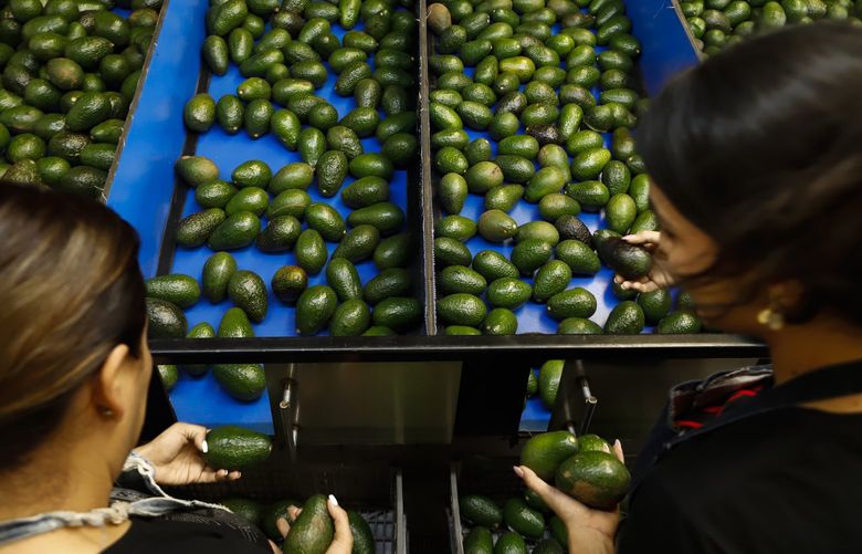 A worker selects avocados at a packing plant in Uruapan, Mexico, Wednesday, Feb. 16, 2022. Mexico has acknowledged that the U.S. government has suspended all imports of Mexican avocados after a U.S. plant safety inspector in Mexico received a threat. (AP Photo/Armando Solis) MXEV106 MXEV106