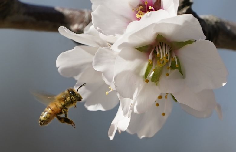 A bee approaches an almond blossom in an orchard near Woodland, Calif., Thursday, Feb. 17, 2022. About a thousand beehive boxes worth hundreds of thousands of dollars have been reported stolen across California the past few weeks. The thefts have become so frequent that beekeepers are putting tracking devices, surveillance cameras and other anti-theft technology to protect their hives. (AP Photo/Rich Pedroncelli) CARP201 CARP201 (Rich Pedroncelli / The Associated Press)