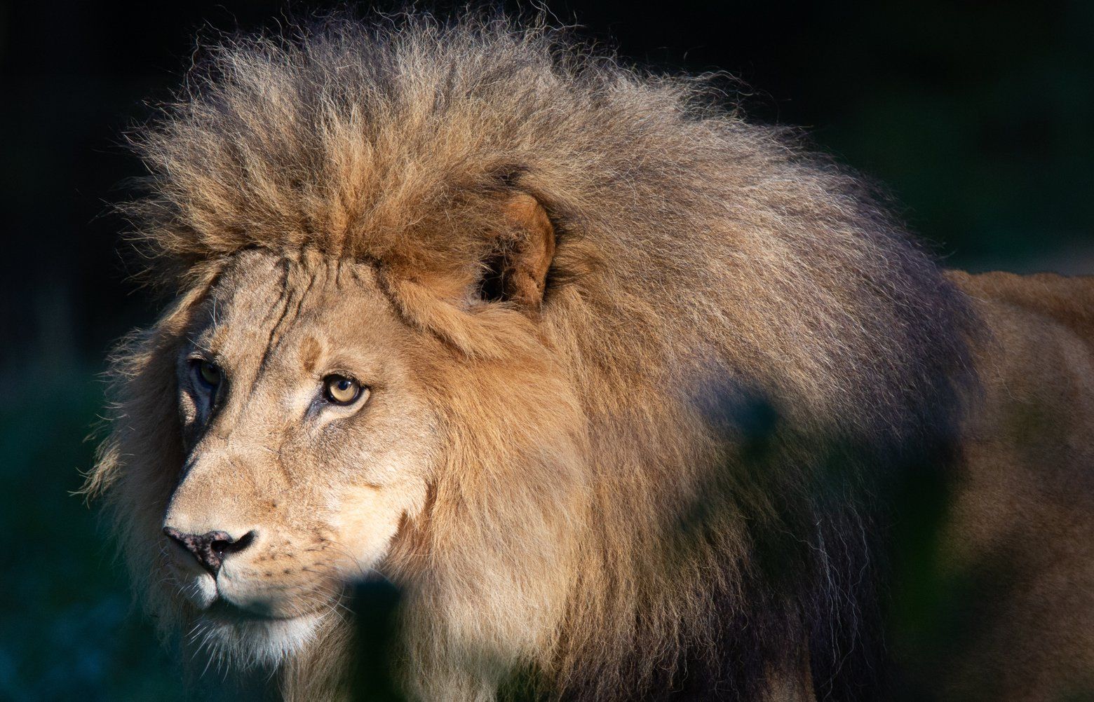 Lion pride before the fall ライオン写真集 Lion pride before the fall ライオン写真集 Amazon | Lion