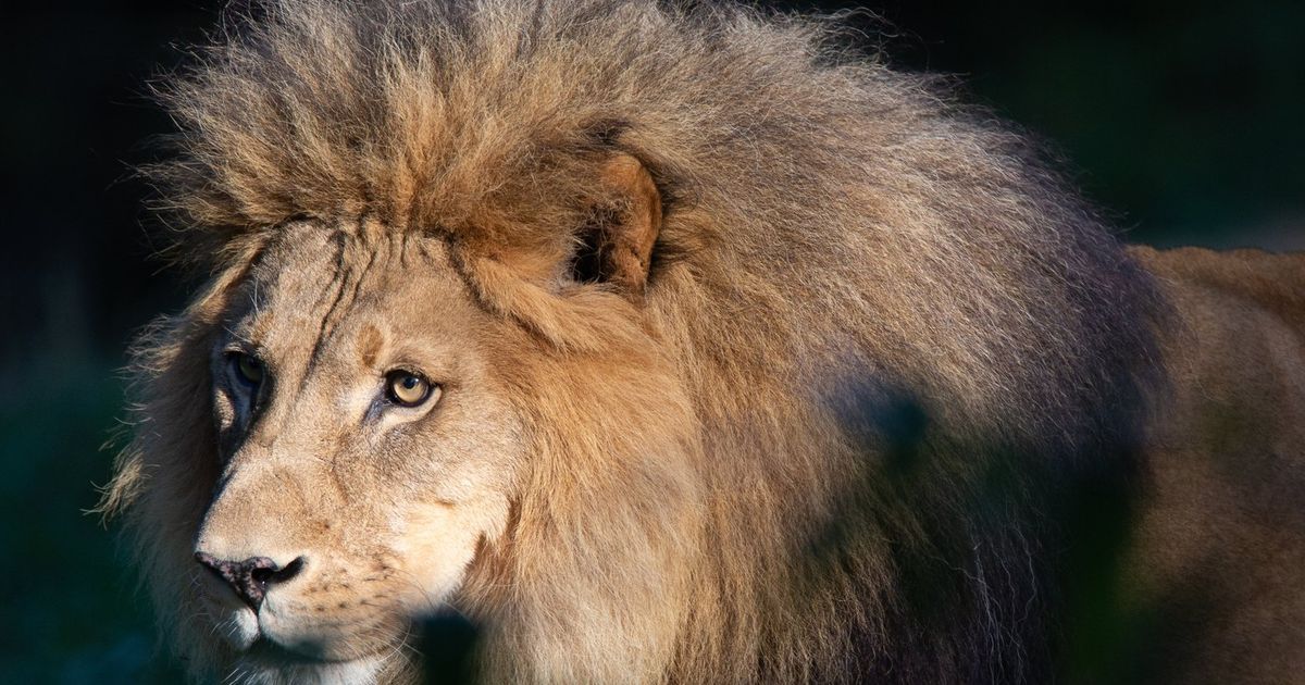 Woodland Park Zoo’s only male lion euthanized | The Seattle Times