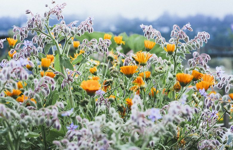 Ideal companion plants, borage and calendula produce beautiful, edible blooms and provide pollinators with a long season of pollen and nectar. Credit: Emily Murphy / Courtesy Timber Press