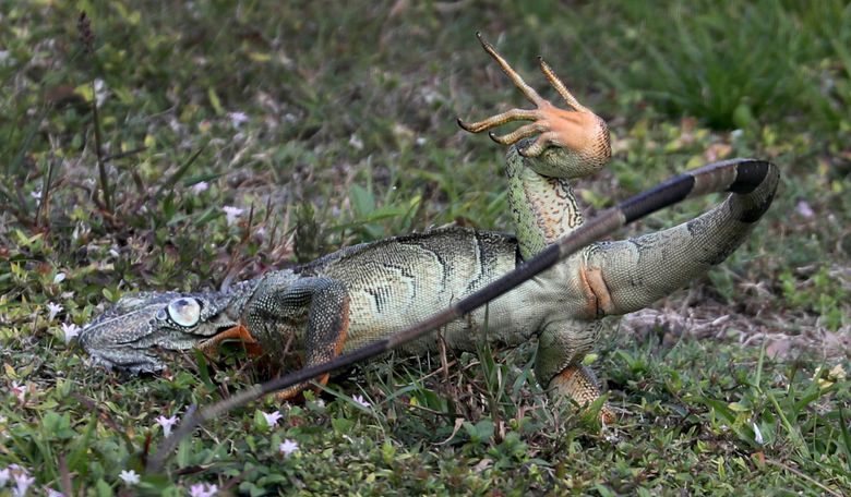 The Hunting Company - Iguana hunting in South Florida with blow dart guns!  We got lots of nice green iguanas, some very rare Mexican rock iguanas, and  a limit of peacock bass!