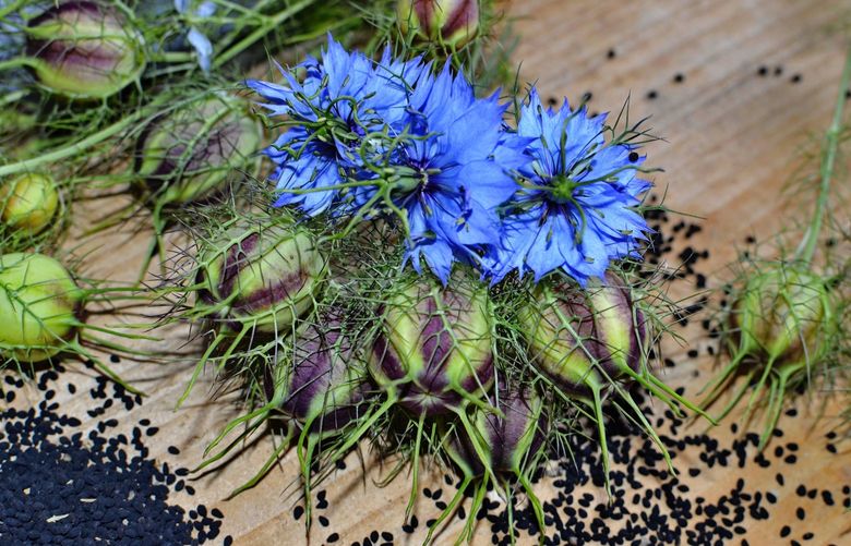 Self-sowing love-in-a-mist has beautiful blooms and interesting seed heads. Credit: Dreamstime.com