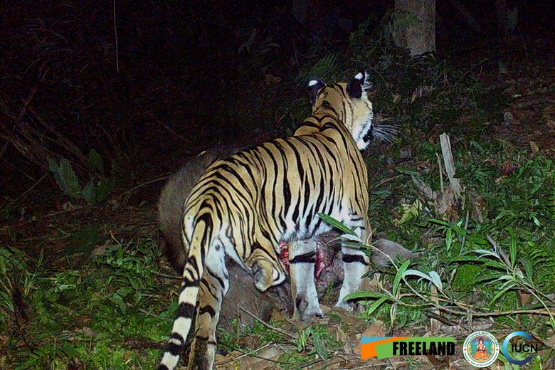 Tigers caught on video in western Thailand rekindle hope for recovery, News