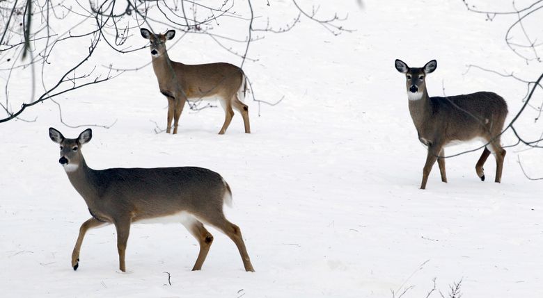 鹿在纽约州兰开斯特的一层雪中觅食 根据宾夕法尼亚州立大学研究小组的一项研究，在纽约史坦顿岛的白尾鹿种群中检测到高度传染性的 COVID-19 omicron 变体。 （美联社照片/大卫杜普雷，档案）