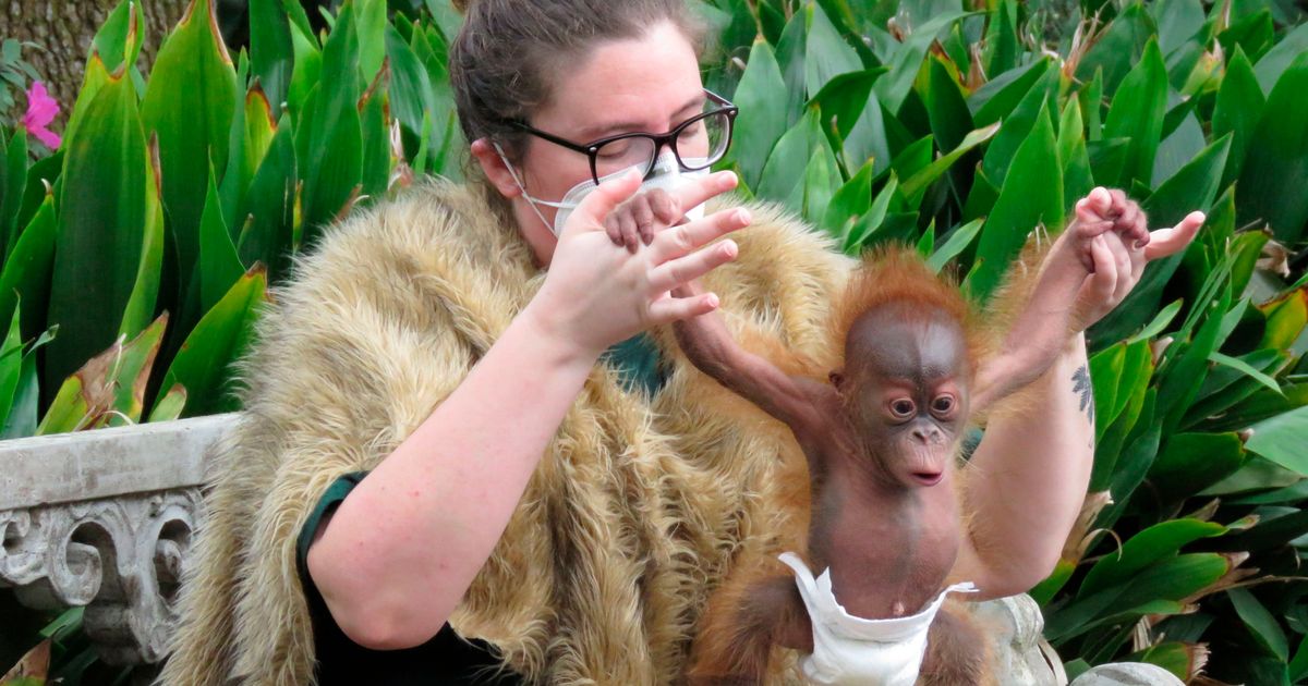 Baby boot camp' exercises critically endangered orangutan
