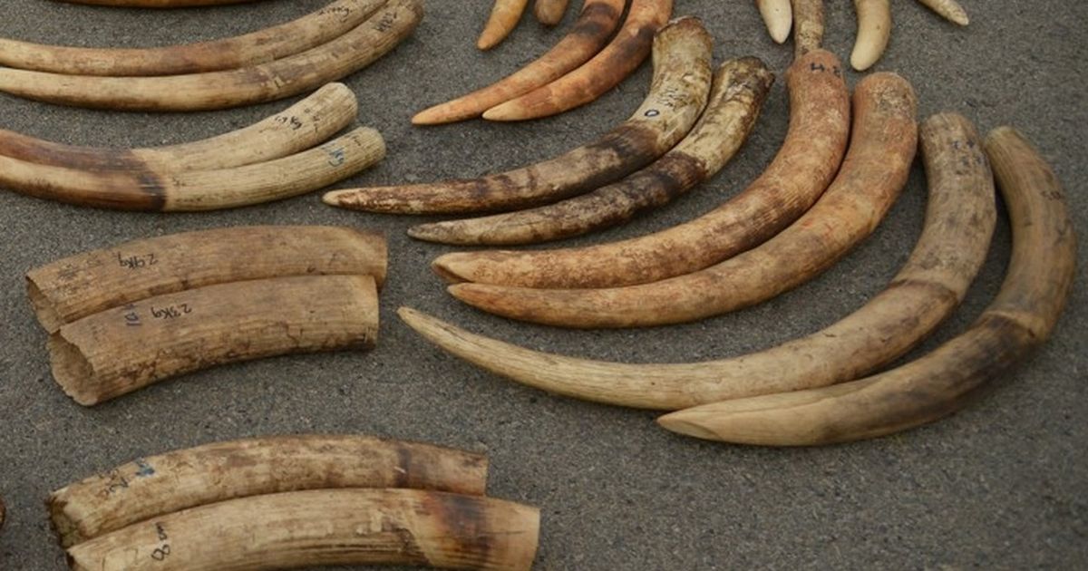 How Uw Scientists Are Using Dna Testing To Disrupt International Ivory 