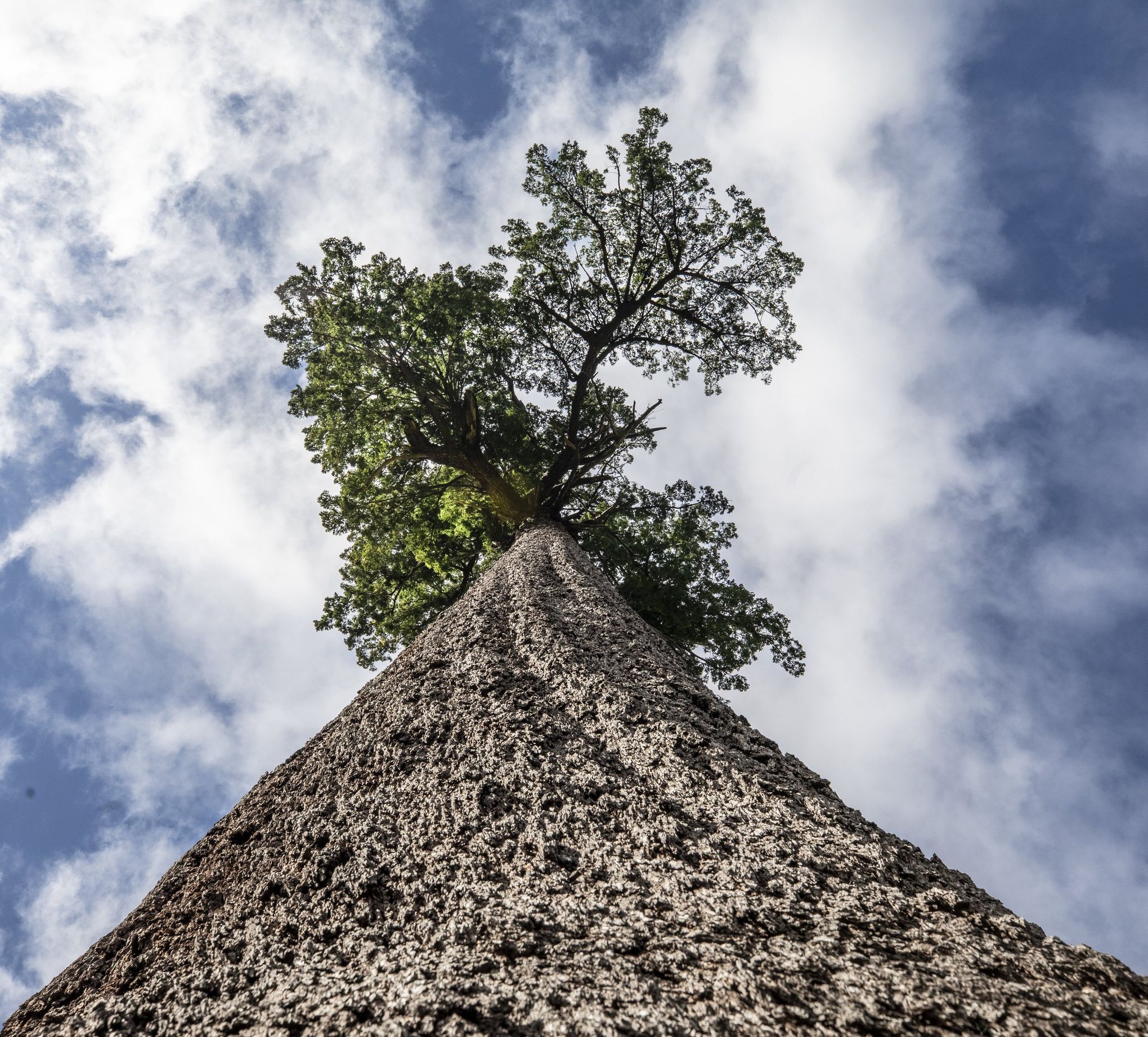 https://images.seattletimes.com/wp-content/uploads/2022/03/03032022_Old_growth_132046.jpg?d=2040x1844