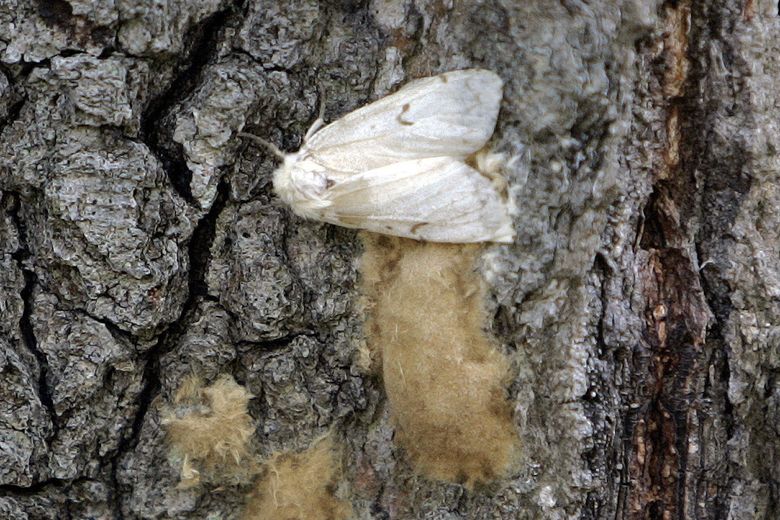 Moth trap - Entomologists' glossary - Amateur Entomologists