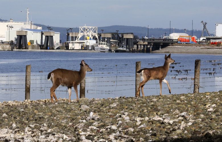 Deer are seen passing fenced border of Naval Base Kitsap-Bangor, Wed., Feb. 24, 2016 in Silverdale. Reportedly, navy investigators asked around the neighborhood about illegal drone activity over the base.