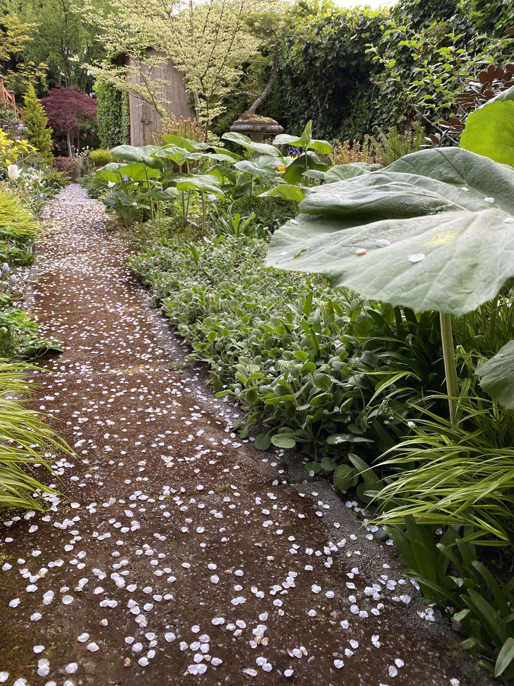 Artist Curtis Steiner's Seattle garden blends passion for nature