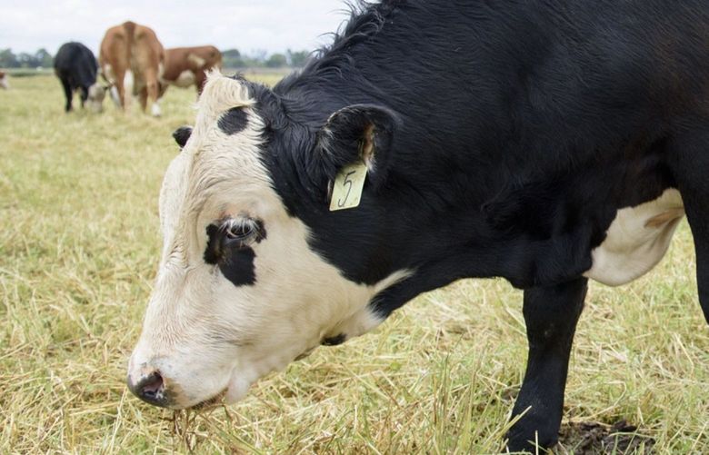 A genetically hornless cow, left, stands with other cows in a pasture at the University of California in Davis, California, U.S., on Friday, May 25, 2018. Dan Carlson and his team at the biotechnology startup Recombinetics made a small tweak in the genetic code of dairy cattle that prevents the animals from growing horns. Photographer: Michael Short/Bloomberg