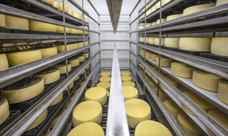 Wheels of Asiago cheese age in Ferndale Farmstead’s affinage room last month. (Steve Ringman / The Seattle Times)