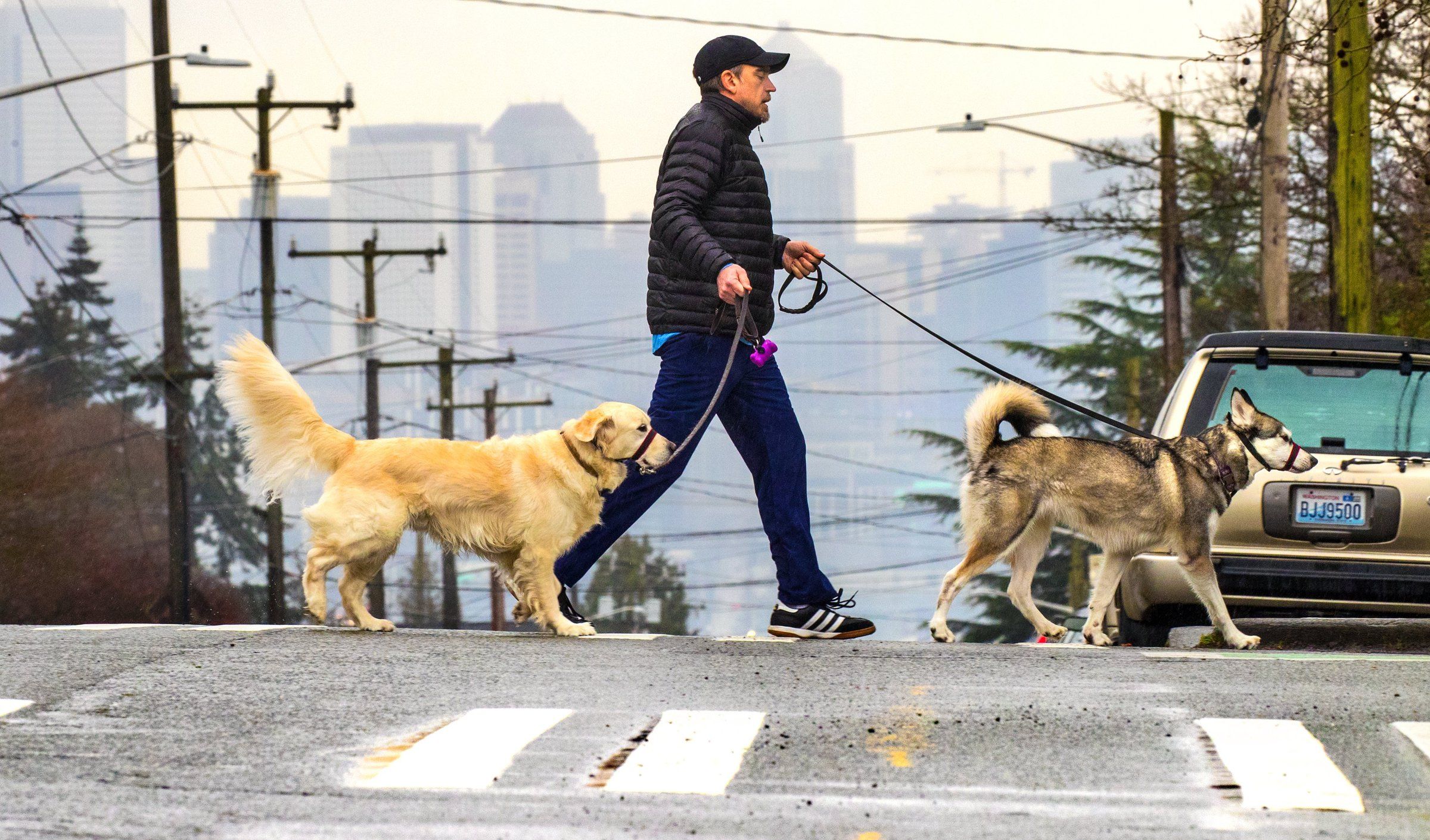 Average pay for dog sales walker