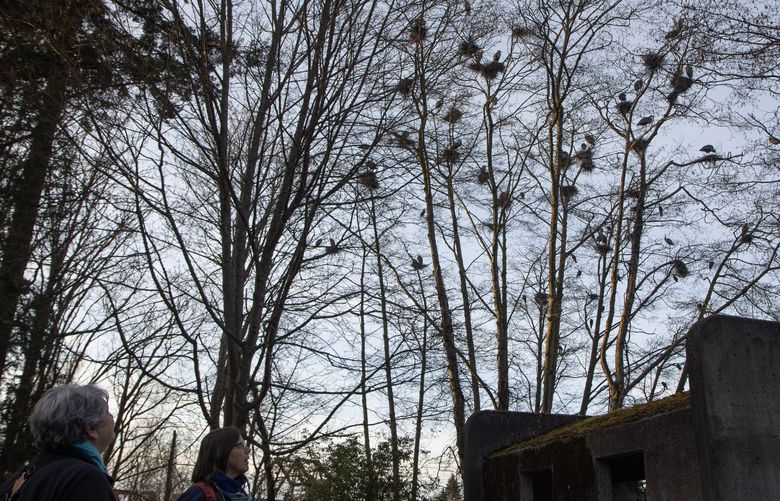 Herons are silhouetted in their nests at dusk while Carl Tofle and Linda Marsh look up at them from a grassy area at Commodore Park. (The following is Marla Master’s optional caption info) Carol Tofle and Linda Marsh watch as herons, many of which have claimed nests and paired up, begin this year’s breeding season. Credit: Christy Karras