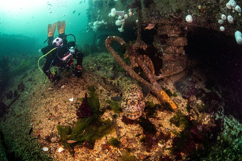 Scuba Diving Seattle: Puget Sound