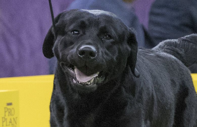FILE – Memo, a Labrador retriever, competes in the sporting group during the 142nd Westminster Kennel Club Dog Show, at Madison Square Garden in New York, Feb. 13, 2018. The American Kennel Clubâ€™s annual popularity rankings come out Tuesday, March 15, 2022, and Labrador retrievers are the top dog. (AP Photo/Mary Altaffer, File) NYJJ301 NYJJ301