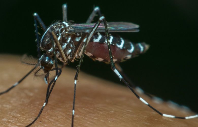Aedes mosquitoes, which can transmit Zika, dengue, chikungunya, and other exotic viruses, have been identified in 12 California counties, primarily in Southern California. (Dreamstime/TNS) 42671769W 42671769W