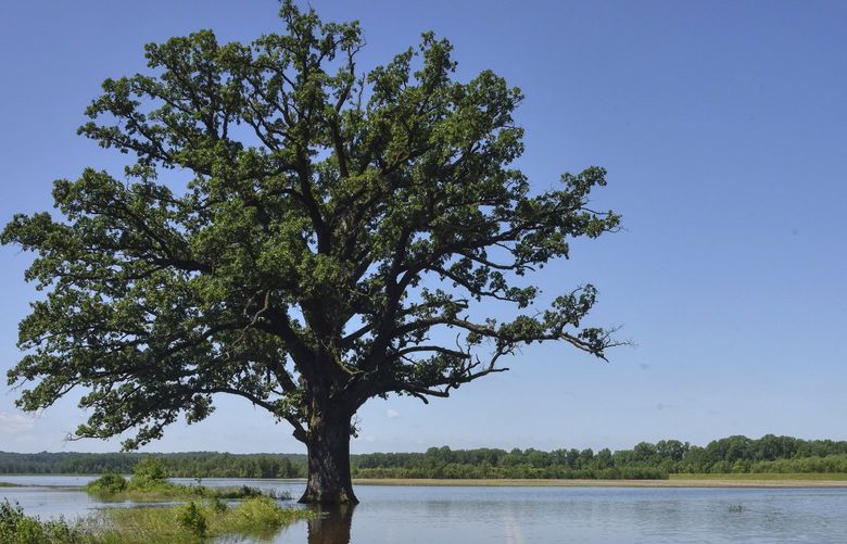 FILE – Floodwaters surround a bur oak tree southwest of Columbia, Mo., on Wednesday, June 5, 2019. A study published Tuesday, March 15, 2022, in the journal Nature Communications details how warmer temperatures and extra carbon dioxide in the air will make pollen season even more of a bother than it is now. (Kate Seaman/Missourian via AP, File) MOCOM901 MOCOM901