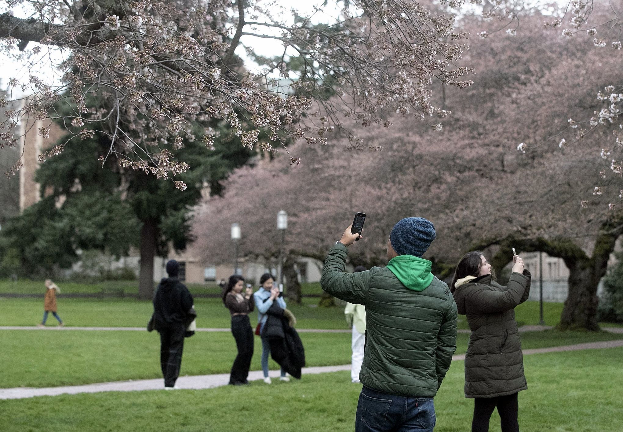 UW welcomes back cherry blossom admirers just in time for spring's