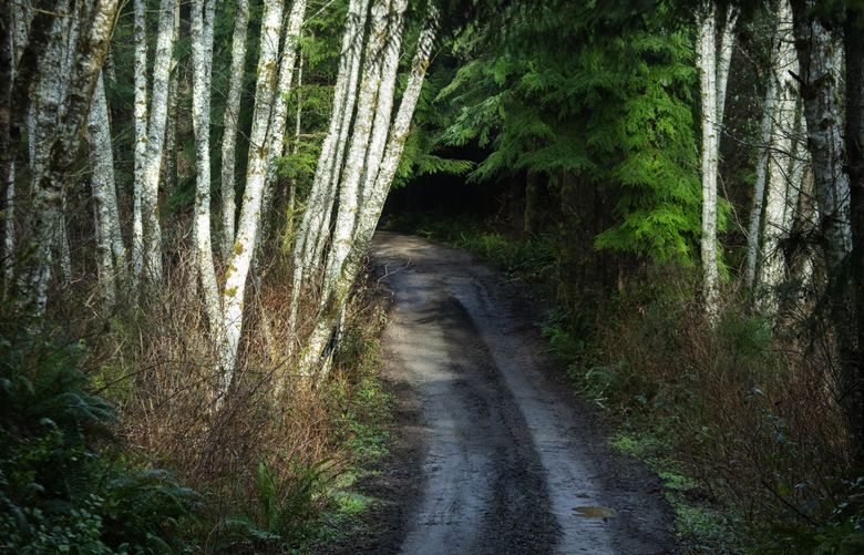 Friday, August 30, 2016.   Alder trees press themselves over a roadway on part of the 3,000 acres that the Port Gamble and Suquamish tribes and other community partners are trying to preserve calling it the Port Gamble Forest Heritage Park.  Walking, equestrian and biking trails now wind their way through the land.