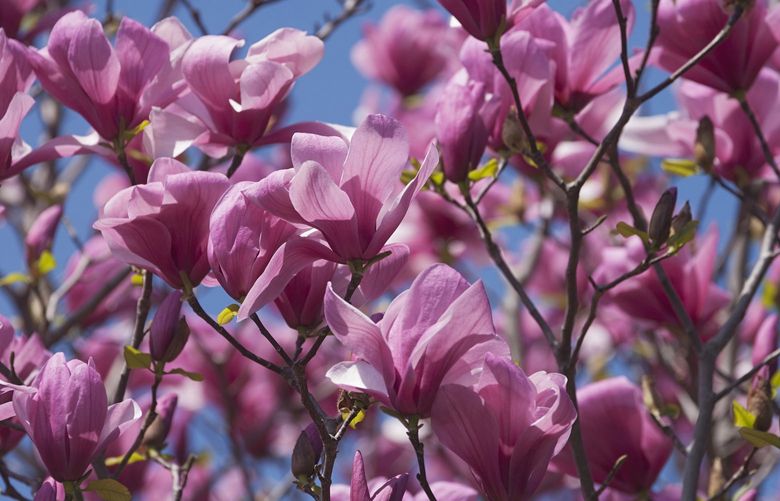 Blowsy pink blooms on Magnolia ‘Galaxy’ in the spring garden. Credit: Dreamstime.com