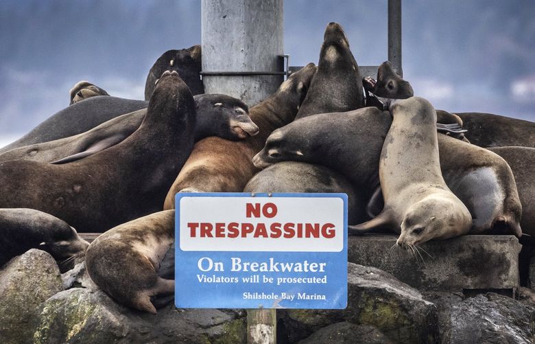 Thursday, March 3, 2022.    The newest sea lion residents seem to be ignoring the signs while they hang out on the southern tip of the Shilshole Marina breakwater in Ballard.  They are up to their usual barking, biting and honking, the noise never stops.   219750