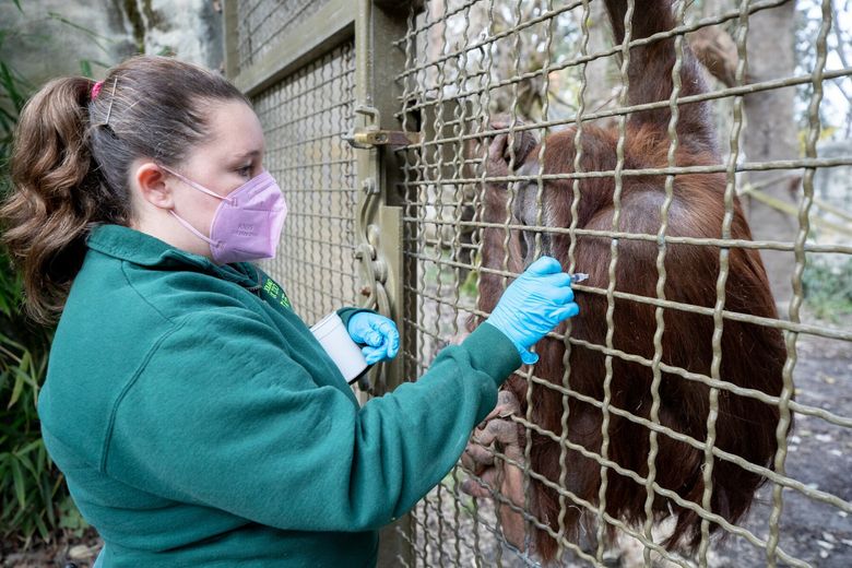Woodland Park Zoo administers COVID vaccine for the first time to primates,  big cats and others | The Seattle Times