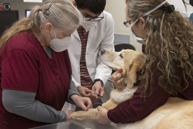 Massive study seeks to help dogs live longer and healthier | The Seattle  Times