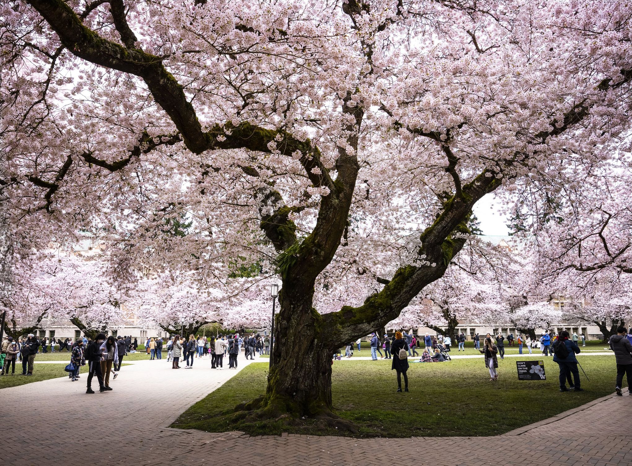 Where to see cherry blossoms in Oregon and Washington