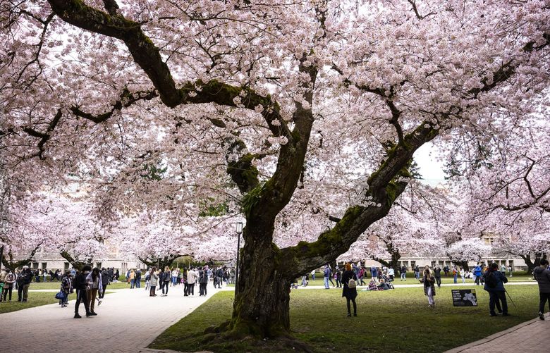 Friday, March 25, 2022.     A magnificent blooming day on the UW campus in the quad as the cherry trees attract lots of photographers and tourists but very few students.   219962
